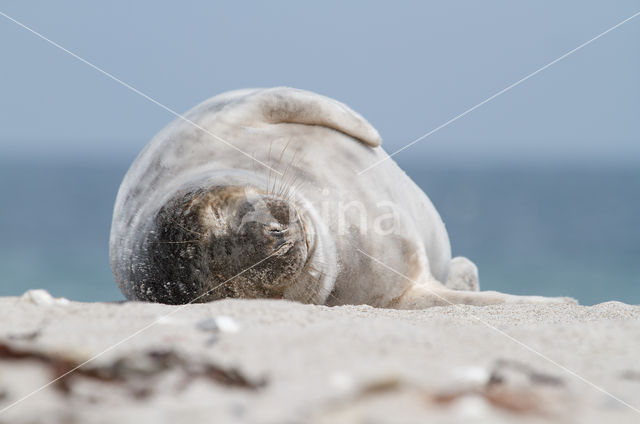 Grey Seal (Halichoerus grypus)