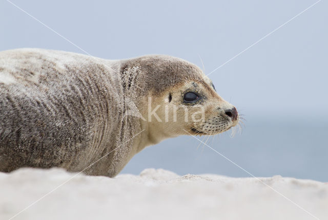 Common Seal (Phoca vitulina)