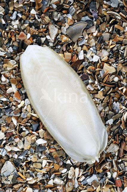 Common Cuttlefish (Sepia officinalis)