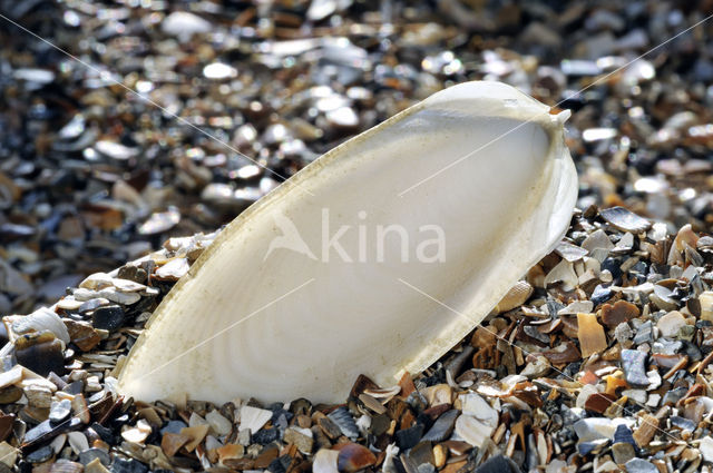 Common Cuttlefish (Sepia officinalis)