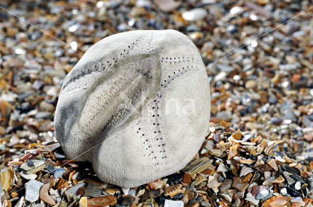 Common heart urchin (Echinocardium cordatum)