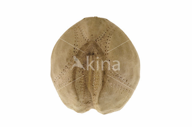 Common heart urchin (Echinocardium cordatum)