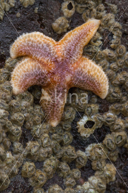 Common starfish (Asterias rubens)