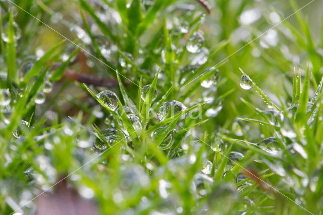 Broom Fork-moss (Dicranum scoparium)