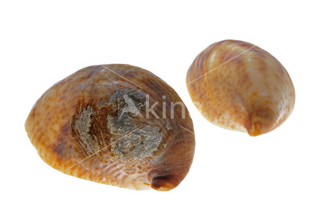 Common Atlantic Slippersnail (Crepidula fornicata)