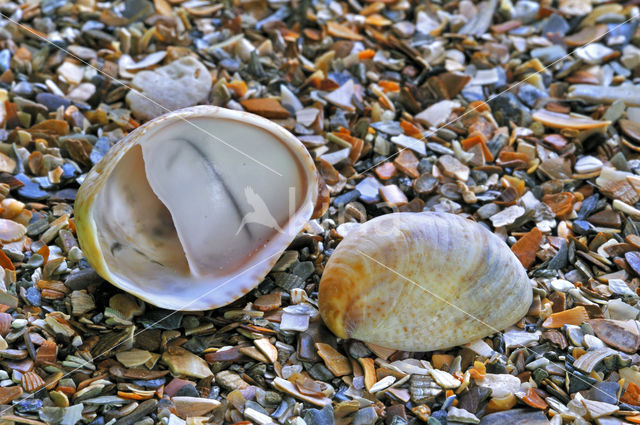 Common Atlantic Slippersnail (Crepidula fornicata)