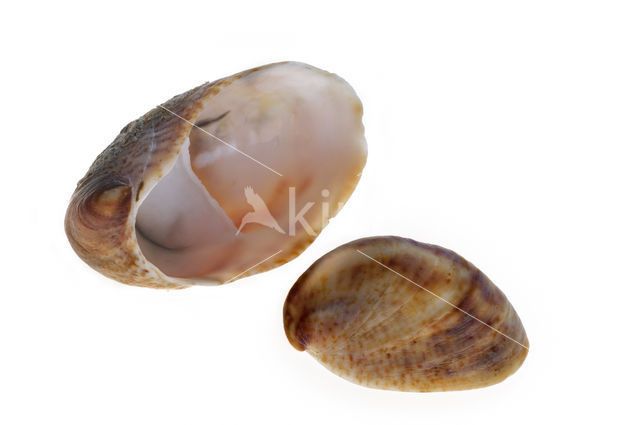 Common Atlantic Slippersnail (Crepidula fornicata)