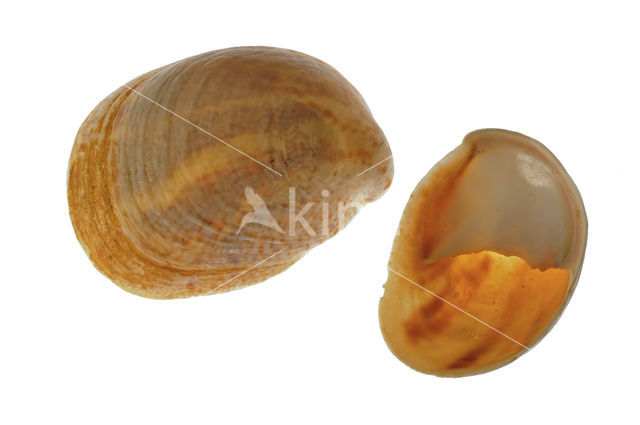 Common Atlantic Slippersnail (Crepidula fornicata)