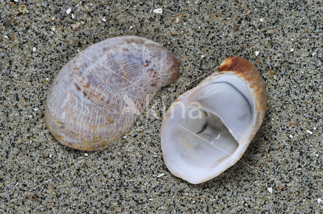 Common Atlantic Slippersnail (Crepidula fornicata)