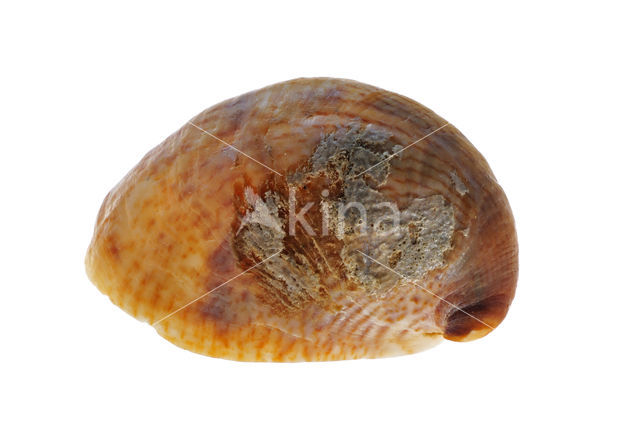 Common Atlantic Slippersnail (Crepidula fornicata)