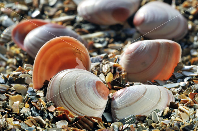 Baltic Tellin (Macoma balthica)