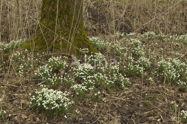 Gewoon sneeuwklokje (Galanthus nivalis)