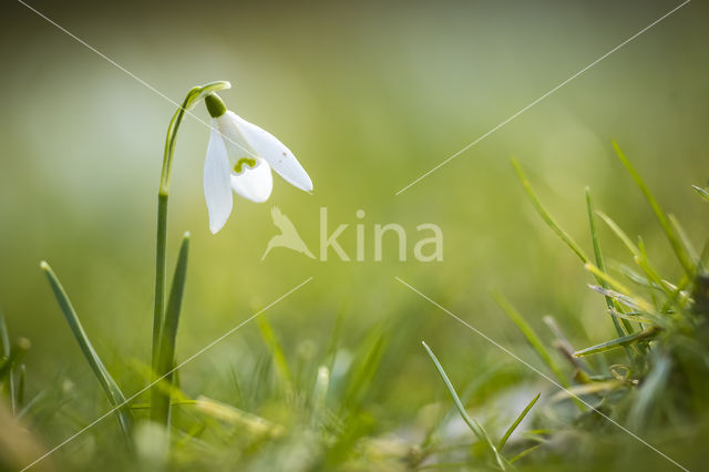 Common Snowdrop (Galanthus nivalis)