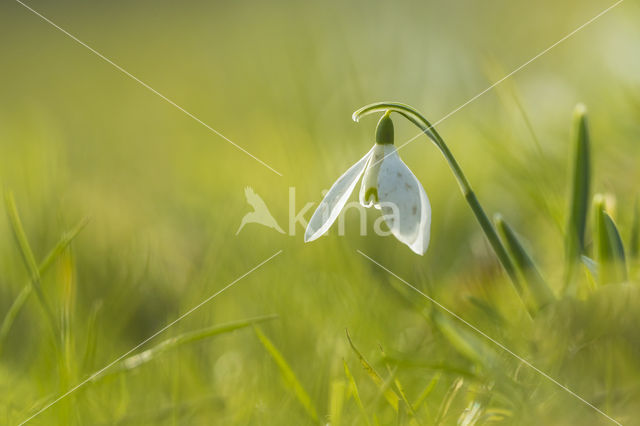 Common Snowdrop (Galanthus nivalis)