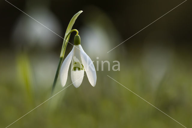 Gewoon sneeuwklokje (Galanthus nivalis)