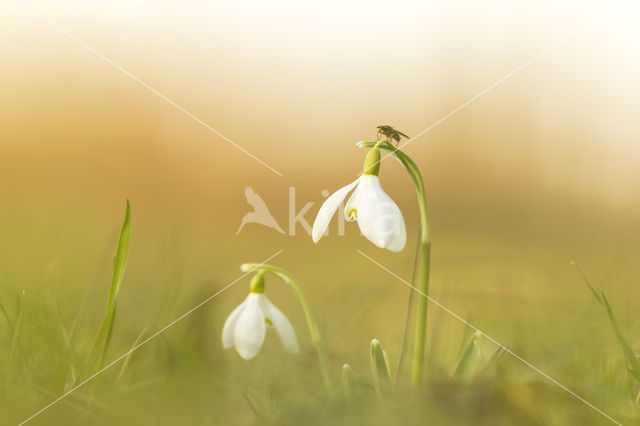 Common Snowdrop (Galanthus nivalis)