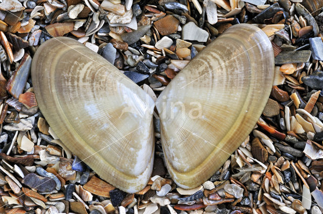 Banded Wedge-shell (Donax vittatus)