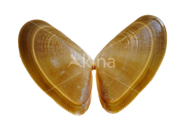 Banded Wedge-shell (Donax vittatus)
