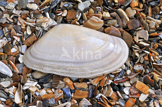 Banded Wedge-shell (Donax vittatus)