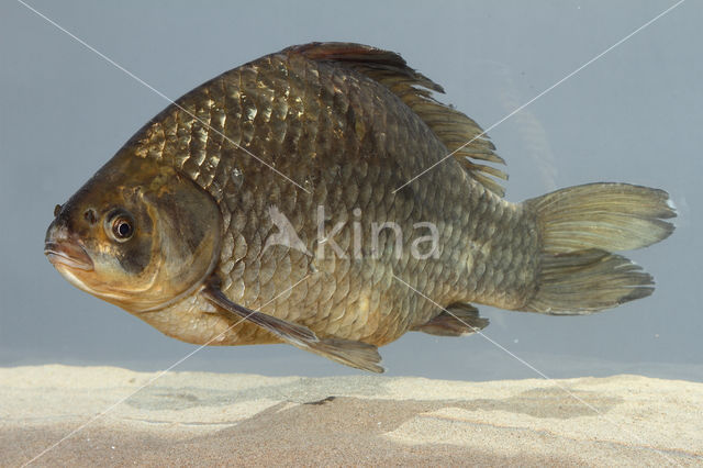 Gibel carp (Carassius auratus gibelio)