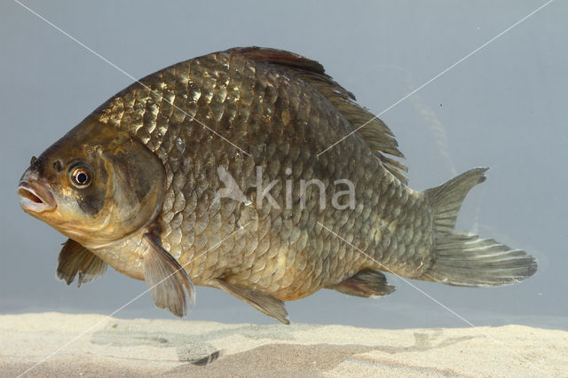 Gibel carp (Carassius auratus gibelio)