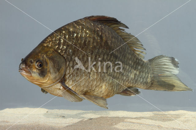 Giebel (Carassius auratus gibelio)