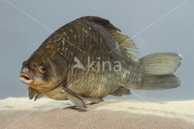 Gibel carp (Carassius auratus gibelio)