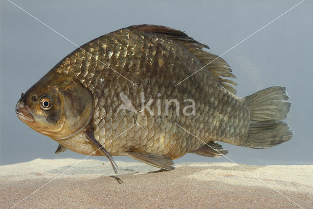 Gibel carp (Carassius auratus gibelio)