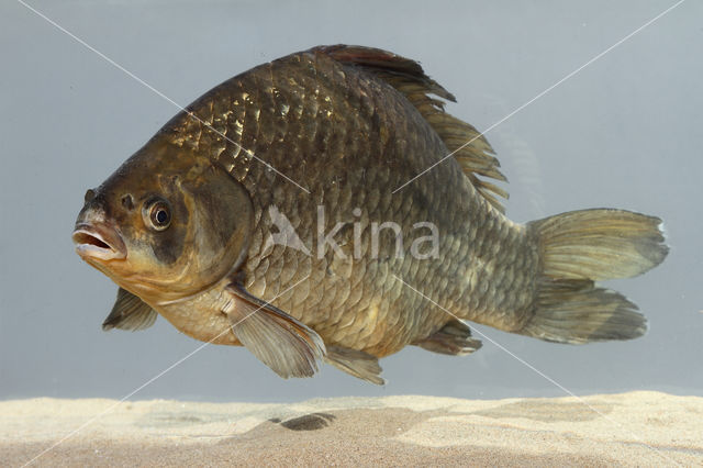 Gibel carp (Carassius auratus gibelio)