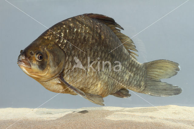 Gibel carp (Carassius auratus gibelio)