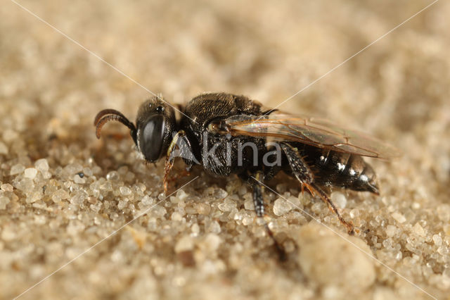 Gladde Spieswesp (Oxybelus bipunctatus)