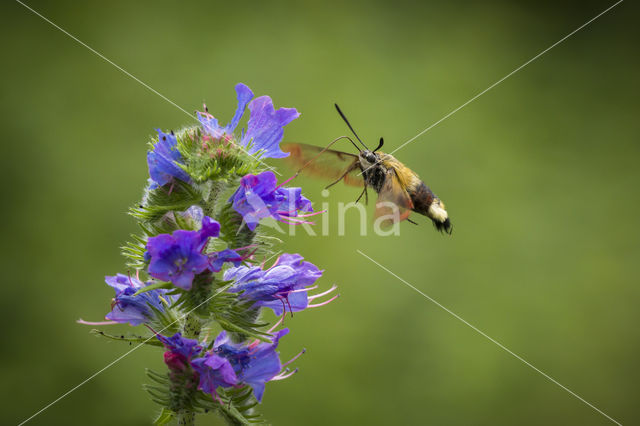 Glasvleugelpijlstaart (Hemaris fuciformis)