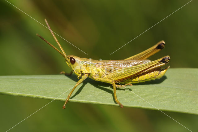 Gouden sprinkhaan (Chrysochraon dispar)