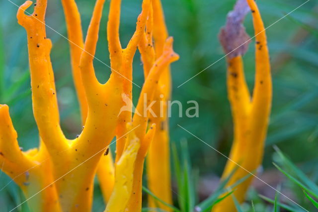 Goudgele koraalzwam (Ramaria aurea)