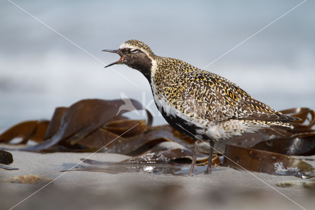 Goudplevier (Pluvialis apricaria)