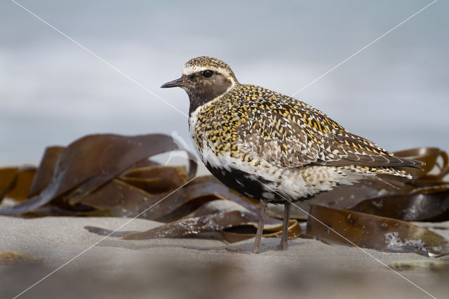 Goudplevier (Pluvialis apricaria)