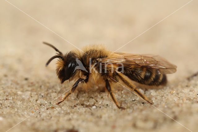 Grasbij (Andrena flavipes)