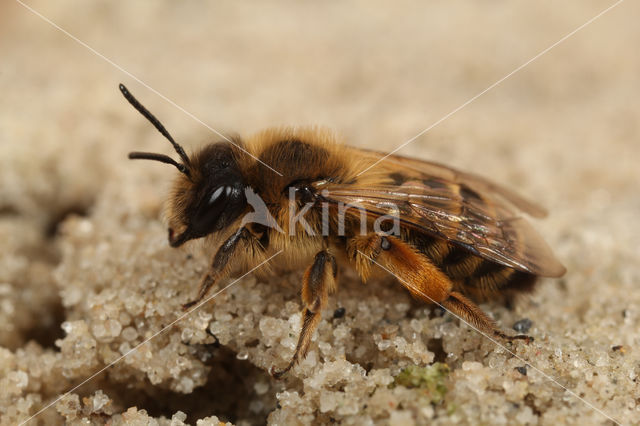 Grasbij (Andrena flavipes)