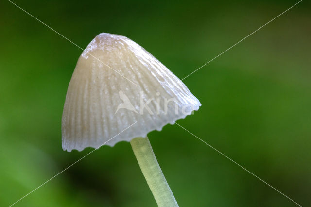 Graskleefsteelmycena (Mycena epipterygia)