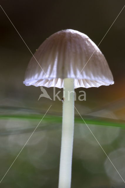 Yellowleg bonnet (Mycena epipterygia)