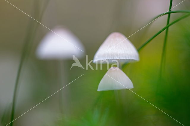 Yellowleg bonnet (Mycena epipterygia)