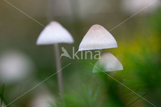 Yellowleg bonnet (Mycena epipterygia)