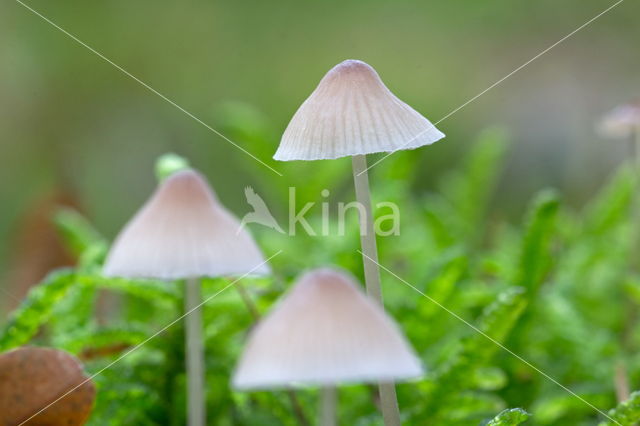 Yellowleg bonnet (Mycena epipterygia)