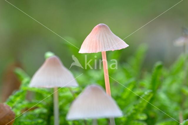 Yellowleg bonnet (Mycena epipterygia)