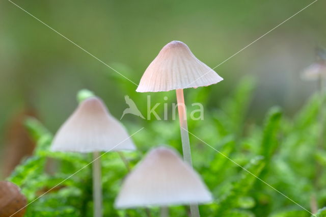 Graskleefsteelmycena (Mycena epipterygia)