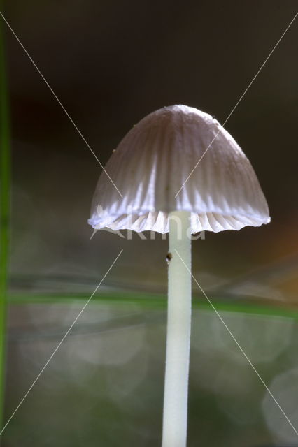 Yellowleg bonnet (Mycena epipterygia)