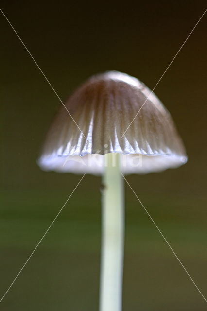 Yellowleg bonnet (Mycena epipterygia)