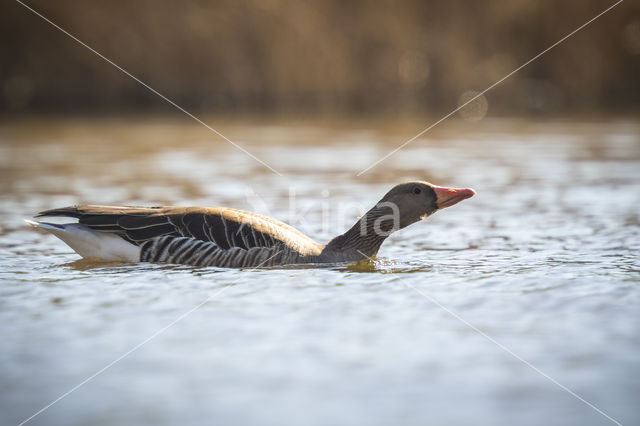 Grey Lag-Goose (Anser anser)