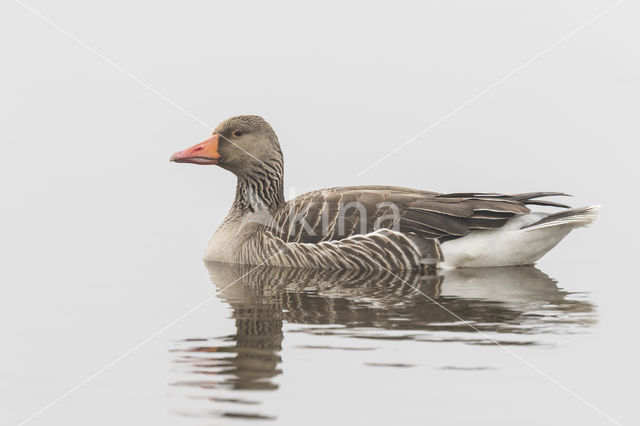 Grey Lag-Goose (Anser anser)