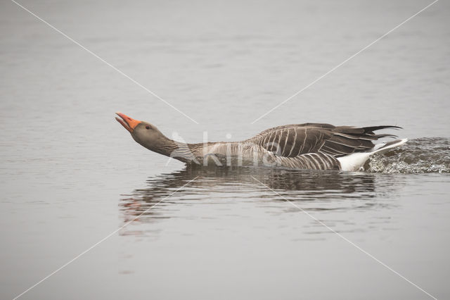 Grauwe Gans (Anser anser)